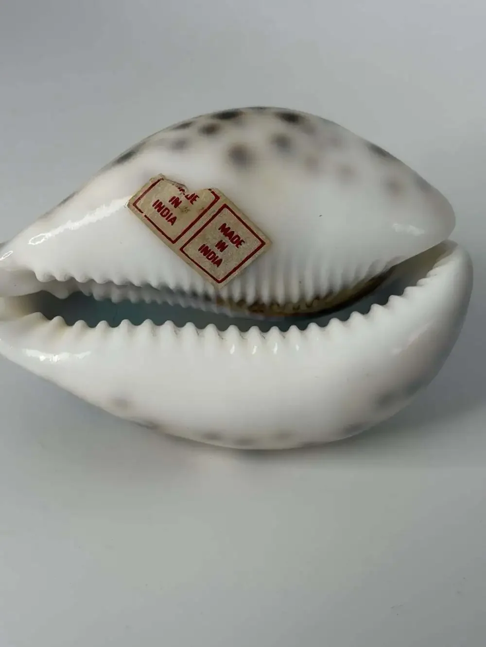 Vintage Hand painted Tiger Cowrie Shell W/ Birds 3”x2”x2”